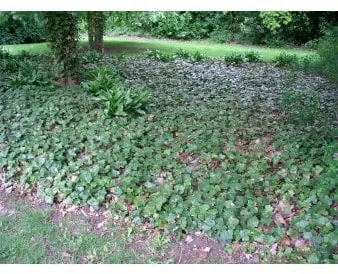 Storbladig murgröna för marktäckning